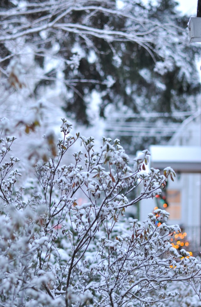 snow+lights