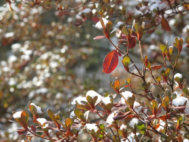 snow azaleas