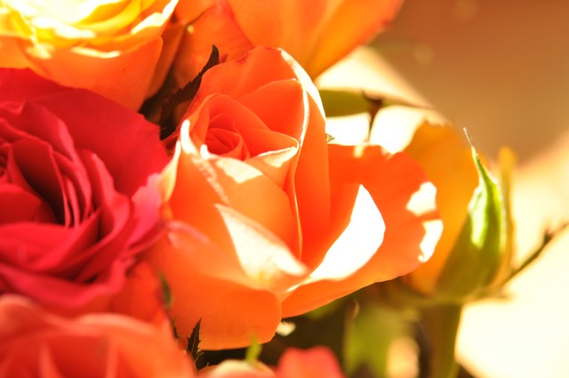 redyelloworange roses