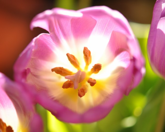 tulip macro