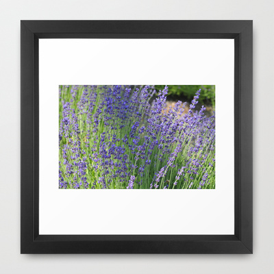 lavender_framed_print