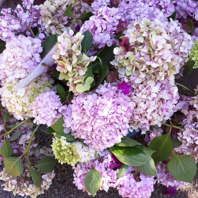 hydrangeas
