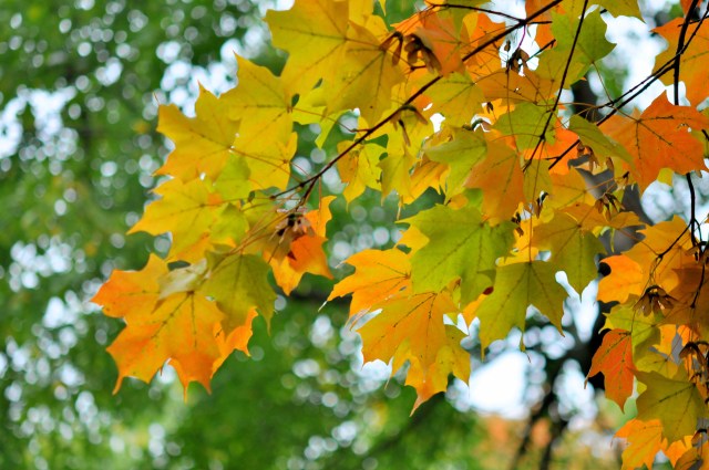 autumn maples