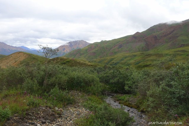 denali_stream_web
