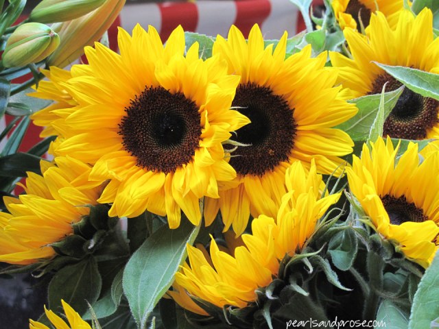 lubeck_sunflowers_web