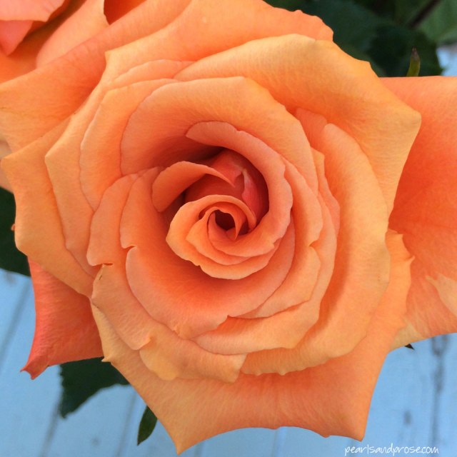 apricot_rose_web