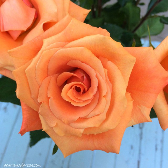 apricot_roses_web