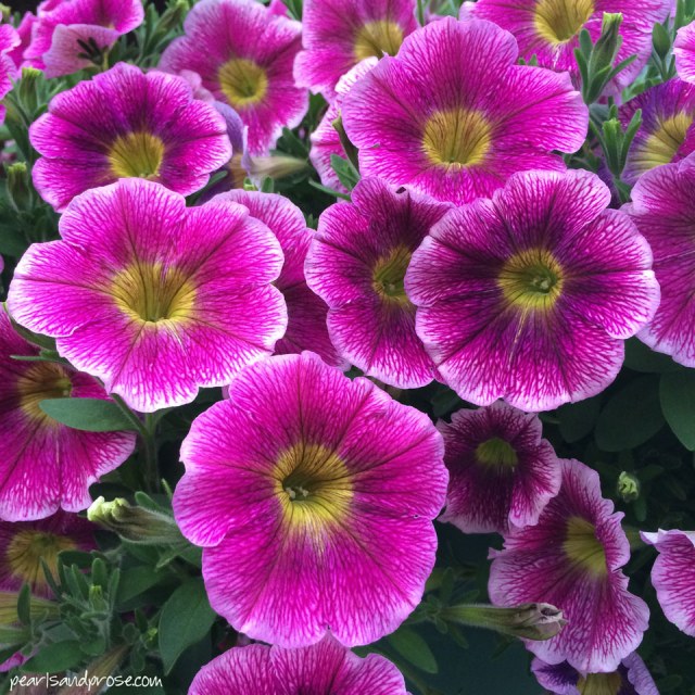 talkneetna_dk_pink_petunias_web