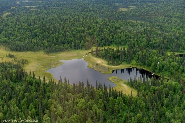 flight_reflecting_web