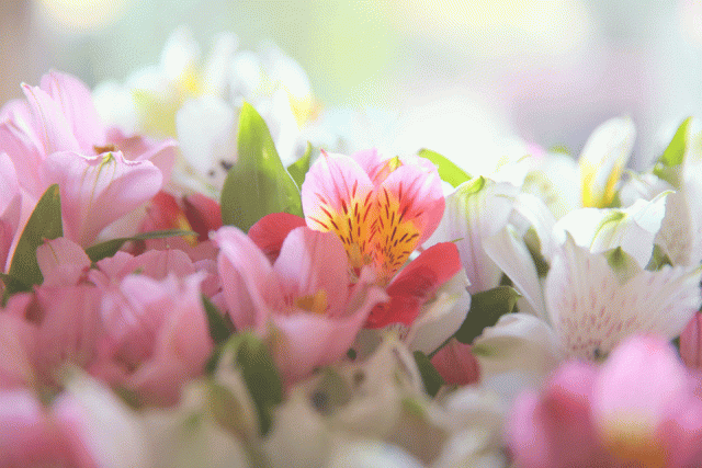 alstroemeria_pink_web