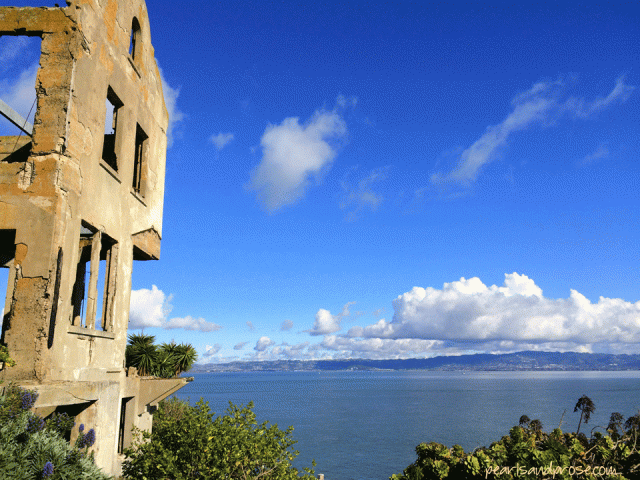 alca_warden_view_web