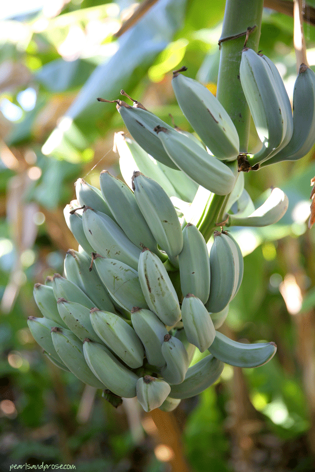 quail_bananas_web