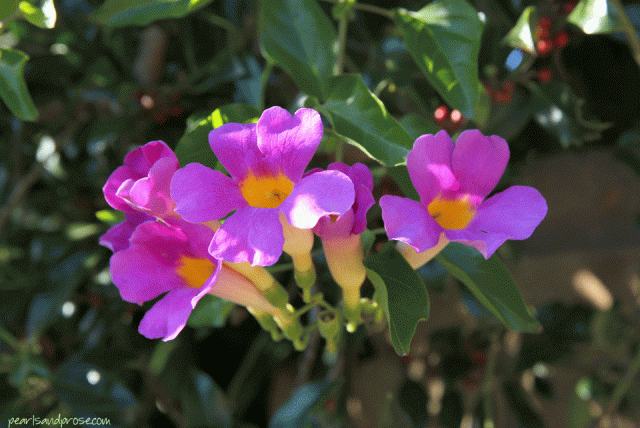 trumpet_vine_web