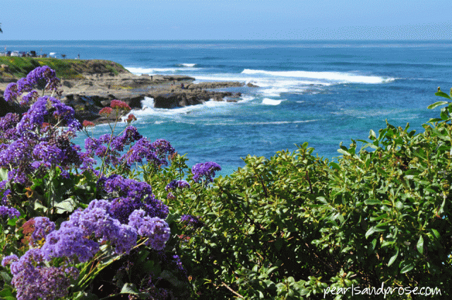 lajolla_sea_lavender_web