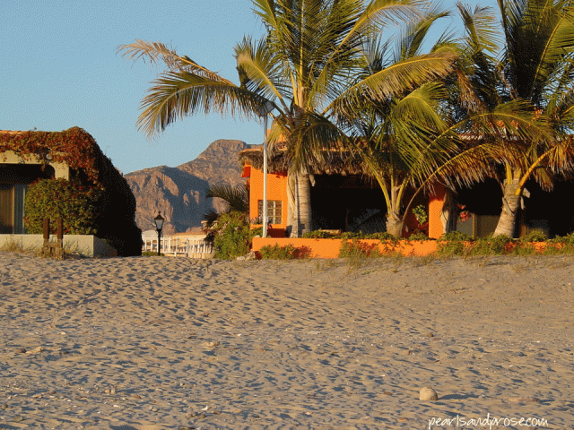 san_carlos_orange_web