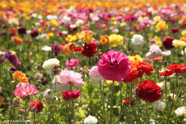 flower_fields_mixed_web