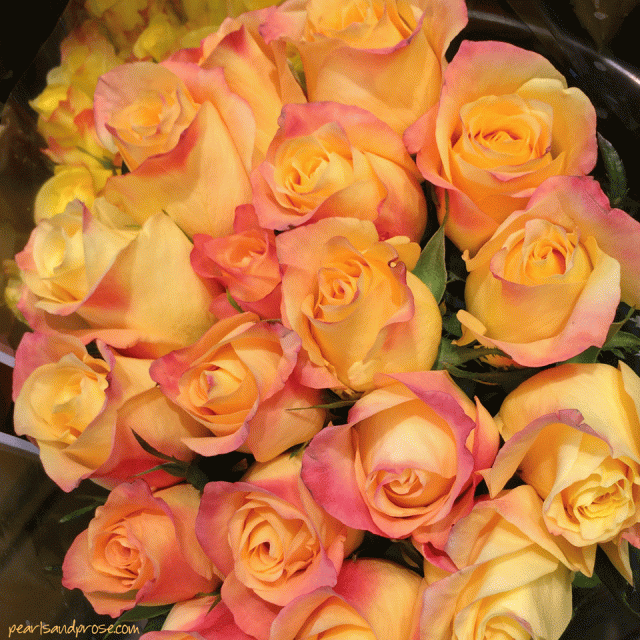 peach_roses_web
