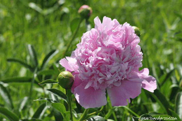 pink_peony_web