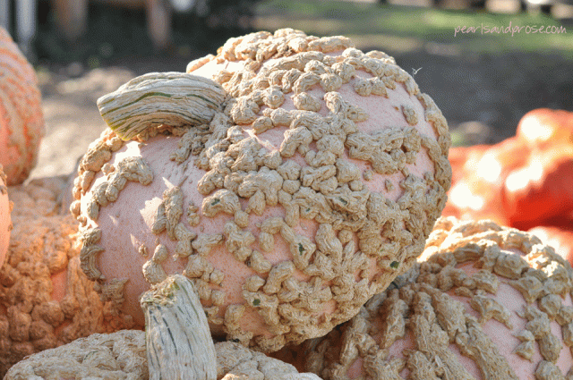 wart_lace_pumpkin_web