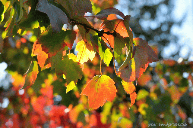 autumn_maples_web