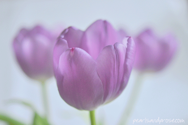 purple_tulip_web